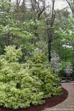 Elegans Variegated Boxwood - Buxus Sempervirens 'Elegantissima' - 1 Gallon Pot 13 Elegans Variegated Boxwood - Buxus Sempervirens 'Elegantissima' - 1 Gallon Pot -SHRUBS and BUSHES Shop buxus sempervirens elegantissima variegated boxwood 102