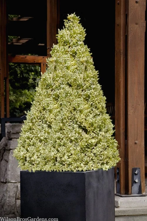 Elegans Variegated Boxwood - Buxus Sempervirens 'Elegantissima' - 1 Gallon Pot 7 Elegans Variegated Boxwood - Buxus Sempervirens 'Elegantissima' - 1 Gallon Pot - Image 5