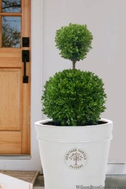 Dwarf English Boxwood Two-Ball Poodle Tier Topiary - 3 Gallon Pot -SHRUBS and BUSHES Shop buxus sempervirens suffriticosa standard two ball topiary boxwood 5