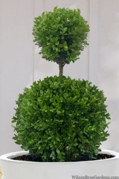 Dwarf English Boxwood Two-Ball Poodle Tier Topiary - 3 Gallon Pot -SHRUBS and BUSHES Shop buxus sempervirens suffruticosa standard two ball topiary boxwood 10