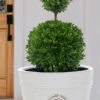 Dwarf English Boxwood Two-Ball Poodle Tier Topiary - 3 Gallon Pot -SHRUBS and BUSHES Shop buxus sempervirens suffruticosa standard two ball topiary boxwood 4