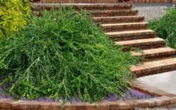 Unraveled Weeping Boxwood - 3 Gallon Pot -SHRUBS and BUSHES Shop buxus sempervirens unraveled weeping boxwood 15