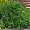 Unraveled Weeping Boxwood - 3 Gallon Pot 2 Unraveled Weeping Boxwood - 3 Gallon Pot -SHRUBS and BUSHES Shop buxus sempervirens unraveled weeping boxwood 16