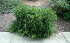 Unraveled Weeping Boxwood - 3 Gallon Pot -SHRUBS and BUSHES Shop buxus sempervirens unraveled weeping boxwood 7