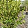 Sunburst Variegated Korean Boxwood - 1 Gallon Pot -SHRUBS and BUSHES Shop buxus sinica sunburst variegated korean boxwood 2