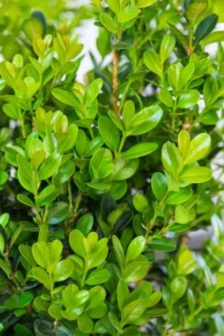 Winterstar Boxwood - 2 Gallon Pot -SHRUBS and BUSHES Shop buxus winterstar boxwood 1