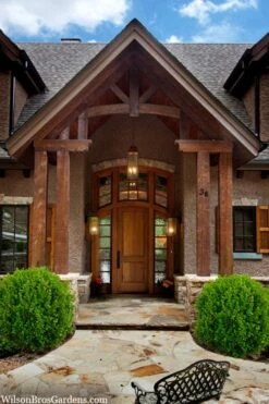 Winterstar Boxwood - 2 Gallon Pot -SHRUBS and BUSHES Shop buxus winterstar boxwood 3