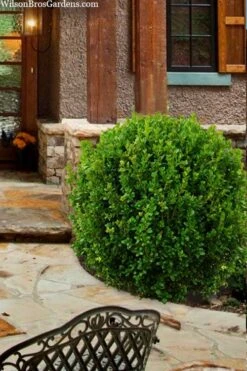 Winterstar Boxwood - 2 Gallon Pot -SHRUBS and BUSHES Shop buxus winterstar boxwood 4