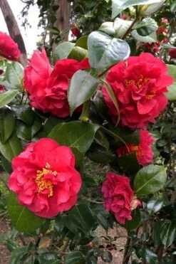 Turandot Camellia Japonica - 7 Gallon Pot 9 Turandot Camellia Japonica - 7 Gallon Pot -SHRUBS and BUSHES Shop caellia turandot 20