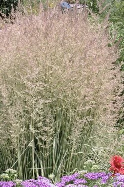 Avalanche Feather Reed Grass (Calamagrostis) - 3 Gallon Pot -SHRUBS and BUSHES Shop calamagrostis x acutiflora avalanche feather reed grass 4