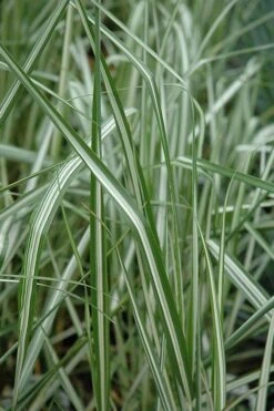 Avalanche Feather Reed Grass (Calamagrostis) - 3 Gallon Pot -SHRUBS and BUSHES Shop calamagrostis x acutiflora avalanche feather reed grass 6