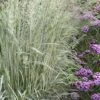 Avalanche Feather Reed Grass (Calamagrostis) - 3 Gallon Pot 1 Avalanche Feather Reed Grass (Calamagrostis) - 3 Gallon Pot -SHRUBS and BUSHES Shop calamagrostis x acutiflora avalanche feather reed grass 8
