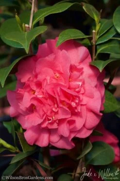 Ack-Scent Fragrant Pink Camellia Japonica - 1 Gallon Pot 10 Ack-Scent Fragrant Pink Camellia Japonica - 1 Gallon Pot -SHRUBS and BUSHES Shop camellia ack scent jw 2