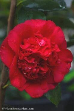 April Tryst Camellia Japonica - 7 Gallon Pot (3-4') 11 April Tryst Camellia Japonica - 7 Gallon Pot (3-4') -SHRUBS and BUSHES Shop camellia april tryst 21 1