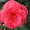 Arctic Rose Cold Hardy Red Camellia - 3 Gallon Pot 2 Arctic Rose Cold Hardy Red Camellia - 3 Gallon Pot -SHRUBS and BUSHES Shop camellia arctic rose 1