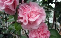 Debutante Pink Camellia Japonica - 1 Gallon Pot 10 Debutante Pink Camellia Japonica - 1 Gallon Pot -SHRUBS and BUSHES Shop camellia debutante pink 5