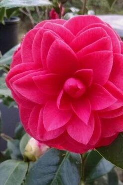Glen 40 Camellia Japonica - 3 Gallon Pot 15 Glen 40 Camellia Japonica - 3 Gallon Pot -SHRUBS and BUSHES Shop camellia glen 40 1