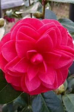Glen 40 Camellia Japonica - 3 Gallon Pot 14 Glen 40 Camellia Japonica - 3 Gallon Pot -SHRUBS and BUSHES Shop camellia glen 40 2