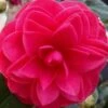 Glen 40 Camellia Japonica - 3 Gallon Pot -SHRUBS and BUSHES Shop camellia glen 40 2 thumbnail
