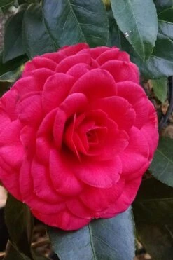 Glen 40 Camellia Japonica - 3 Gallon Pot 12 Glen 40 Camellia Japonica - 3 Gallon Pot -SHRUBS and BUSHES Shop camellia glen 40 3