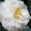 Colonial Dame Camellia - 3 Gallon Pot 1 Colonial Dame Camellia - 3 Gallon Pot -SHRUBS and BUSHES Shop camellia japonica colonial dame 20