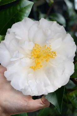 Colonial Dame Camellia - 3 Gallon Pot 11 Colonial Dame Camellia - 3 Gallon Pot -SHRUBS and BUSHES Shop camellia japonica colonial dame 4