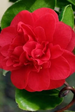 Curly Lady Camellia Japonica - 1 Gallon Pot -SHRUBS and BUSHES Shop camellia japonica curly lady 1