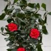 Curly Lady Camellia Japonica - 1 Gallon Pot 2 Curly Lady Camellia Japonica - 1 Gallon Pot -SHRUBS and BUSHES Shop camellia japonica curly lady 10