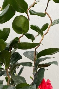 Curly Lady Camellia Japonica - 1 Gallon Pot -SHRUBS and BUSHES Shop camellia japonica curly lady 2