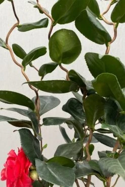 Curly Lady Camellia Japonica - 1 Gallon Pot -SHRUBS and BUSHES Shop camellia japonica curly lady 3