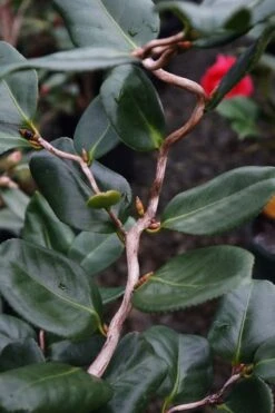 Curly Lady Camellia Japonica - 1 Gallon Pot -SHRUBS and BUSHES Shop camellia japonica curly lady 5