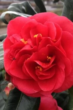 Curly Lady Camellia Japonica - 1 Gallon Pot -SHRUBS and BUSHES Shop camellia japonica curly lady 6