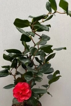 Curly Lady Camellia Japonica - 1 Gallon Pot -SHRUBS and BUSHES Shop camellia japonica curly lady 8
