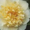 Jury's Yellow Camellia - 1 Gallon Pot -SHRUBS and BUSHES Shop camellia japonica jurys yellow 100