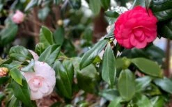 LA Peppermint Camellia Japonica - 3 Gallon Pot 12 LA Peppermint Camellia Japonica - 3 Gallon Pot -SHRUBS and BUSHES Shop camellia japonica la peppermint 101