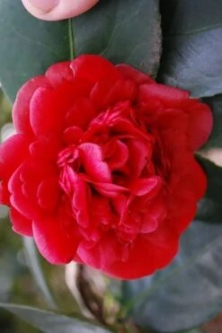 Paulette Goddard Camellia Japonica - 3 Gallon Pot -SHRUBS and BUSHES Shop camellia japonica paulette goddard 2