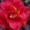 Paulette Goddard Camellia Japonica - 3 Gallon Pot 1 Paulette Goddard Camellia Japonica - 3 Gallon Pot -SHRUBS and BUSHES Shop camellia japonica paulette goddard 6