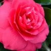Rose Dawn Camellia Japonica - 1 Gallon Pot 1 Rose Dawn Camellia Japonica - 1 Gallon Pot -SHRUBS and BUSHES Shop camellia japonica rose dawn 23