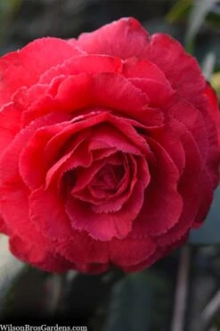 Rosea Superba Sport Camellia - 3 Gallon Pot 9 Rosea Superba Sport Camellia - 3 Gallon Pot -SHRUBS and BUSHES Shop camellia japonica rosea superba 1