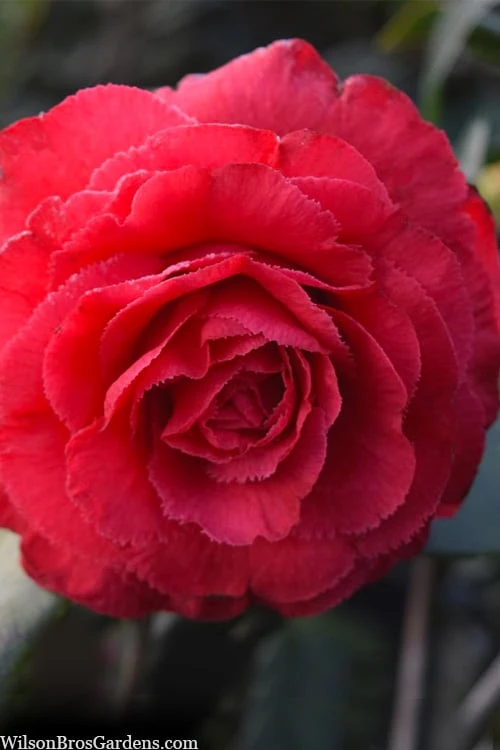 Rosea Superba Sport Camellia - 3 Gallon Pot 6 Rosea Superba Sport Camellia - 3 Gallon Pot - Image 4