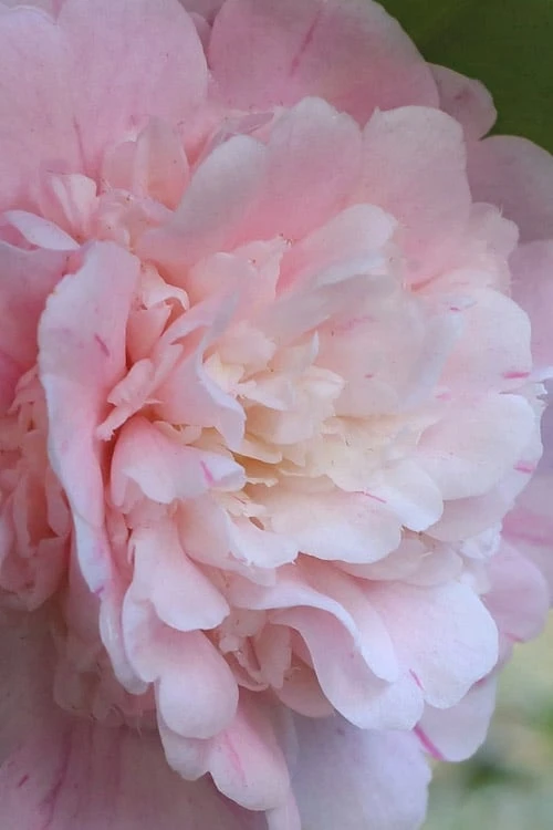 Thompsonii Camellia Japonica - 1 Gallon Pot 7 Thompsonii Camellia Japonica - 1 Gallon Pot - Image 5