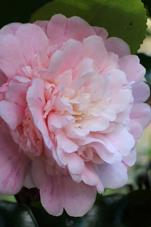 Thompsonii Camellia Japonica - 1 Gallon Pot 3 Thompsonii Camellia Japonica - 1 Gallon Pot