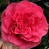 Tomorrow Camellia - 3 Gallon Pot 2 Tomorrow Camellia - 3 Gallon Pot -SHRUBS and BUSHES Shop camellia japonica tomorrow 1