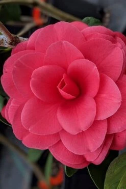 Tomorrow Camellia - 3 Gallon Pot -SHRUBS and BUSHES Shop camellia japonica tomorrow 2