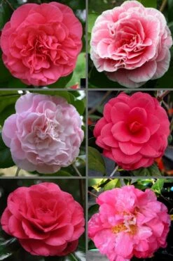 Tomorrow Camellia - 3 Gallon Pot -SHRUBS and BUSHES Shop camellia japonica tomorrow 3