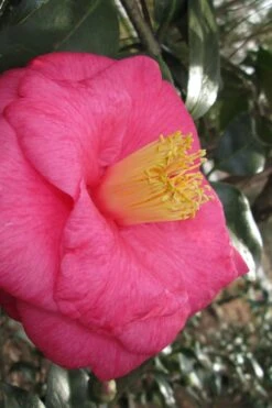 Lady Clare Camellia Japonica - 3 Gallon Pot 13 Lady Clare Camellia Japonica - 3 Gallon Pot -SHRUBS and BUSHES Shop camellia lady clare 1