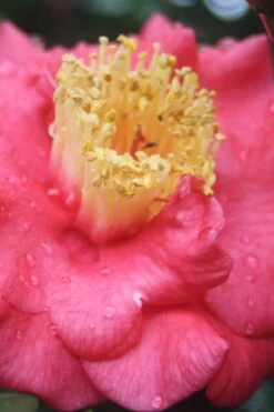 Lady Clare Camellia Japonica - 3 Gallon Pot 11 Lady Clare Camellia Japonica - 3 Gallon Pot -SHRUBS and BUSHES Shop camellia lady clare 2