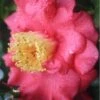Lady Clare Camellia Japonica - 3 Gallon Pot 1 Lady Clare Camellia Japonica - 3 Gallon Pot -SHRUBS and BUSHES Shop camellia lady clare 3