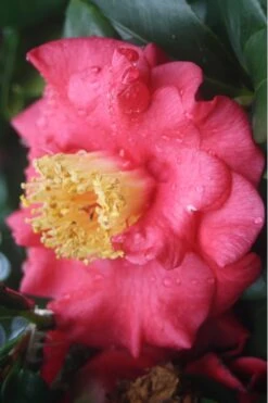 Lady Clare Camellia Japonica - 3 Gallon Pot