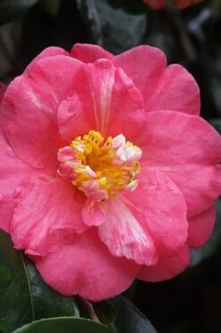 Lady Clare Camellia Japonica - 3 Gallon Pot 12 Lady Clare Camellia Japonica - 3 Gallon Pot -SHRUBS and BUSHES Shop camellia lady clare 5